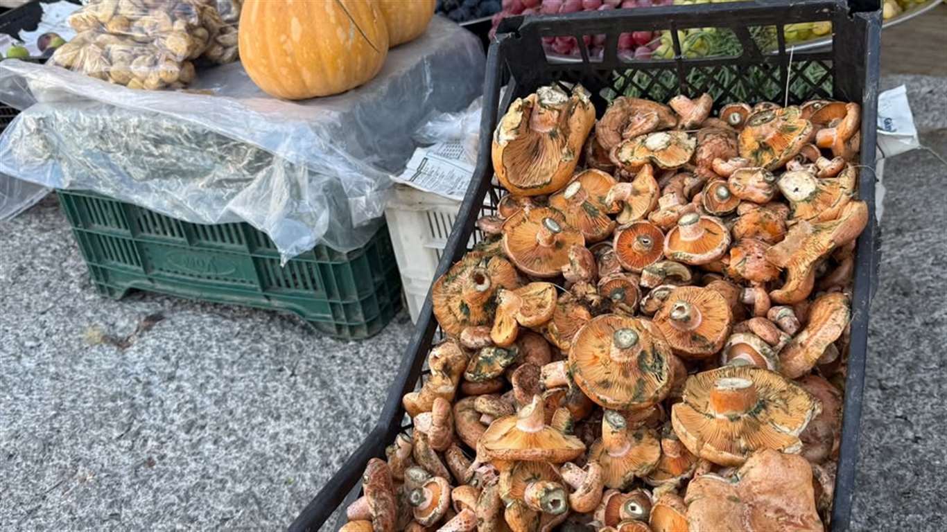 Menteşe'de çıntar sezonu açıldı haberi